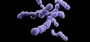 illustration of group b streptococcus pathogen