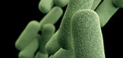 illustration of haemophilus influenzae pathogen