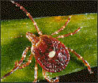Lone star tick (Amblyomma americanum)
