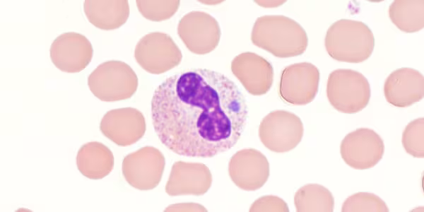 Anaplasmosis morula