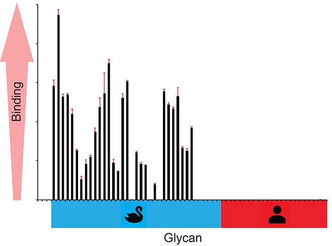 Chart animal vs human type receptors for H5N1 Chart avian vs human-type receptors showing virus maintains a preference for avian-type receptors
