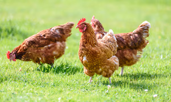 avian-birds-tp4 Three chickens