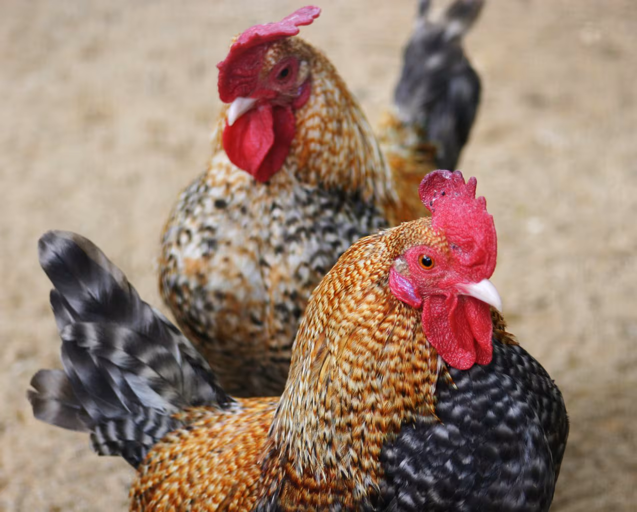 Two chickens