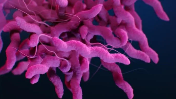 Camplylobacter Medical illustration of drug-resistant, Campylobacter bacteria.