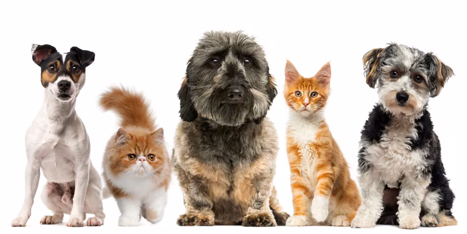images of dogs and cats