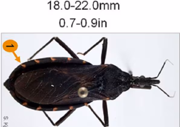 Triatoma indictiva