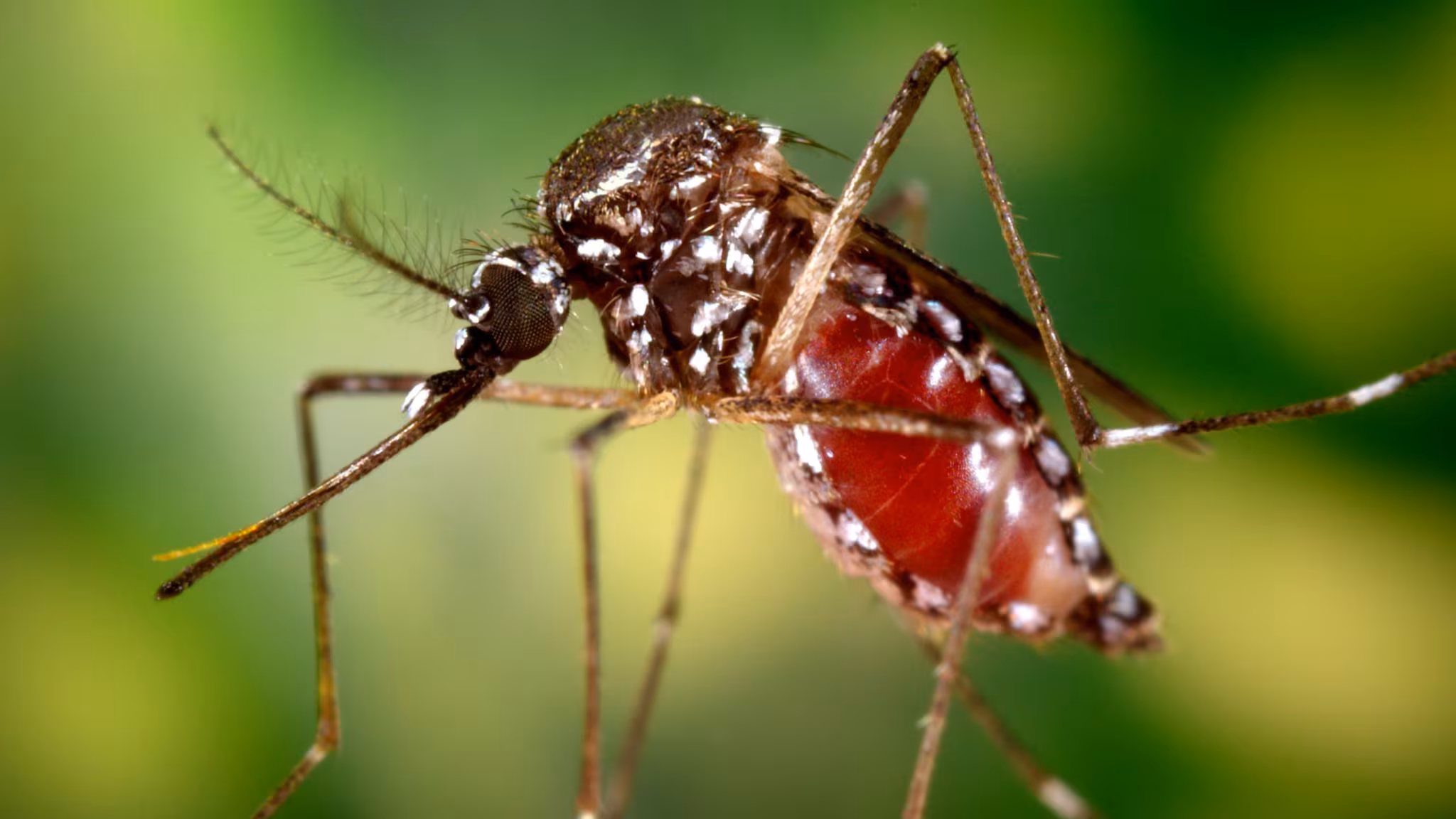 Aedes aegypti mosquito full of blood