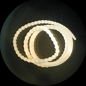 M_moniliformis_adult_HB1.jpg