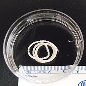 M_moniliformis_adult_HB2.jpg