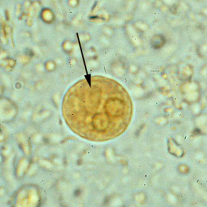 E_histodispar_2x2_C.jpg