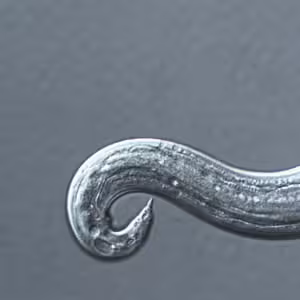 Acantonensis_tail_zoom.jpg