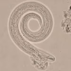 HI_slug5_tail_400x.jpg