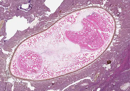 seed_tissue_Canada.jpg