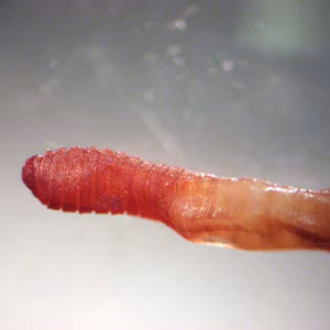 earthworm_KY1.jpg