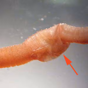 earthworm_KY2.jpg