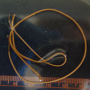horsehair_WI1.jpg