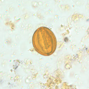 pollen_HB1.jpg