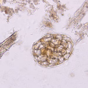 plant_cell1.jpg