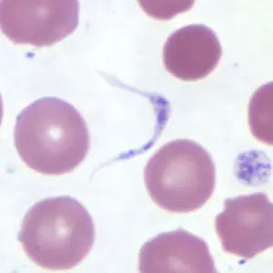 platelets_tryp_thin1.jpg