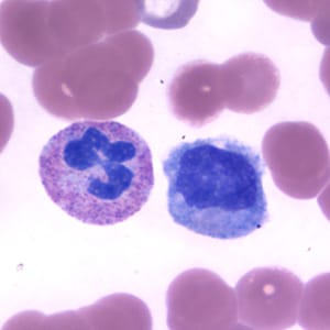 neutrophil_monocyte_BAM1.jpg