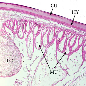 Ascaris_cuticle_cross_section.jpg