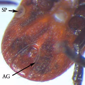 Ixodes_anal_groove_WAPHL.jpg
