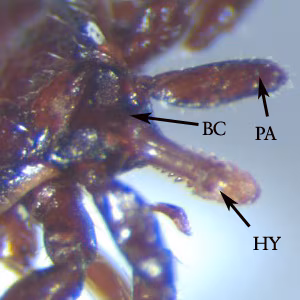 Ixodes_head_dorsal_WAPHL.jpg