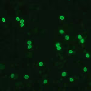 Cyrpto_fluor2_web.jpg