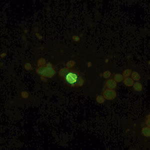 Cyrpto_fluor3_web.jpg