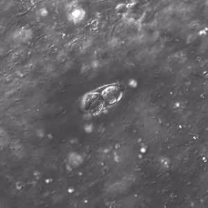 C_belli_oocyst_wtmt_DIC_40x.jpg