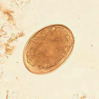 Figure G: