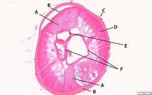 SQ_Dt_B