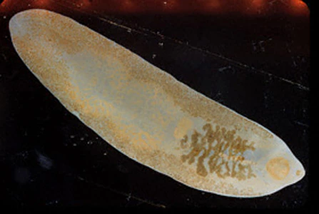 Fasciolopsis_buski_adult_GA.jpg