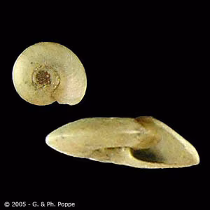 Hippeutis_species_Poppe.jpg