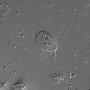 Giardia_troph_dic.jpg