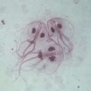 Giardia_troph_giemsa.jpg