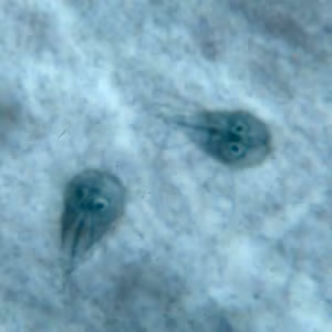 Giardia_troph_kohn.jpg