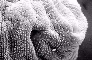 gnathostoma2.jpg Figure B