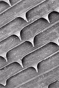 Surface_04.jpg Figure E
