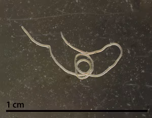 A Raillietina