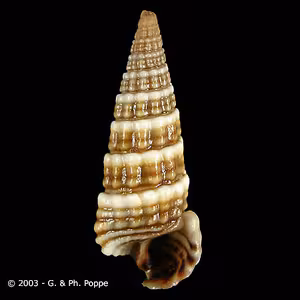 Cerithideopsilla_Conchology_A.jpg