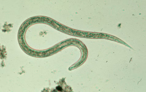 Hookworm_filariform_C.jpg Figure C