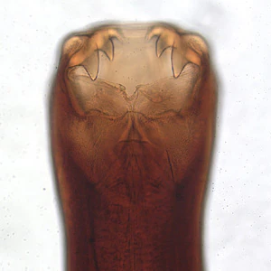 A_caninum_head.jpg Figure A