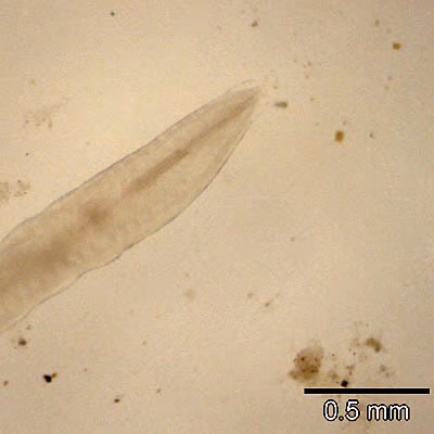 Case151_C.jpg