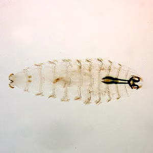 Case152_A.jpg