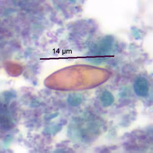 Case186_C.jpg