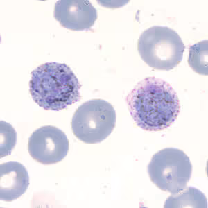 Case202_C.jpg Case202