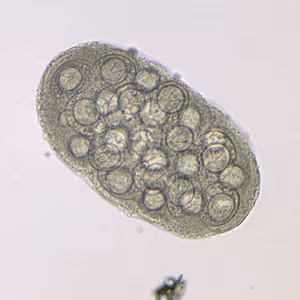 Case204_C.jpg Case204