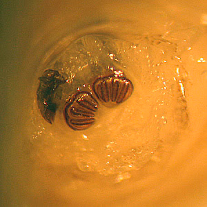 Case231_C.jpg