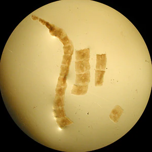 Case232_A.jpg